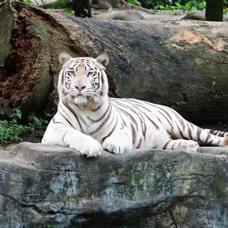 Luxury Center Apartamento *