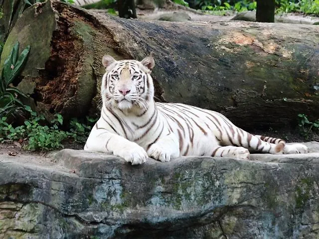 Luxury Center Apartment *